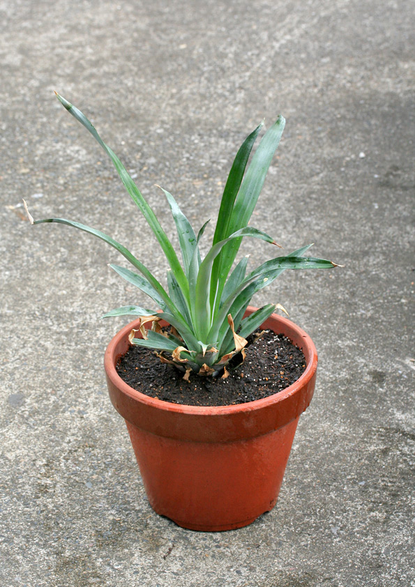 パイナップル」が観葉植物として話題に!実はカンタンな、育て方のご紹介SombraVerde