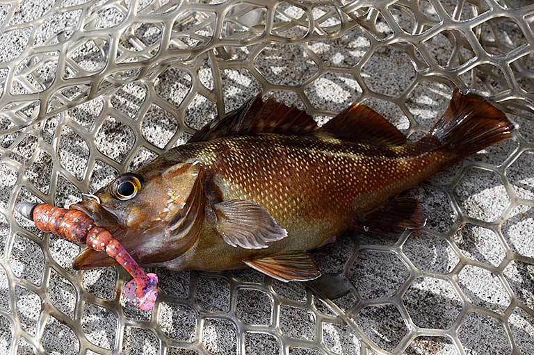 北の魚！ガヤ エゾメバル の姿造り！刺身のお味は・よちよちエクスプレス