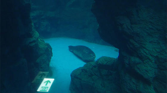 マリンギフトでレアな魚と激美サンゴを購入♪ : べっぴん珊瑚