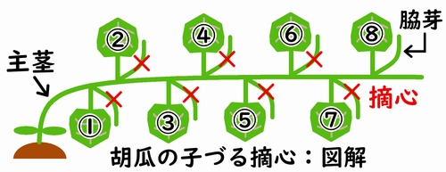 きゅうり 鉢植え の育て方KINCHO園芸