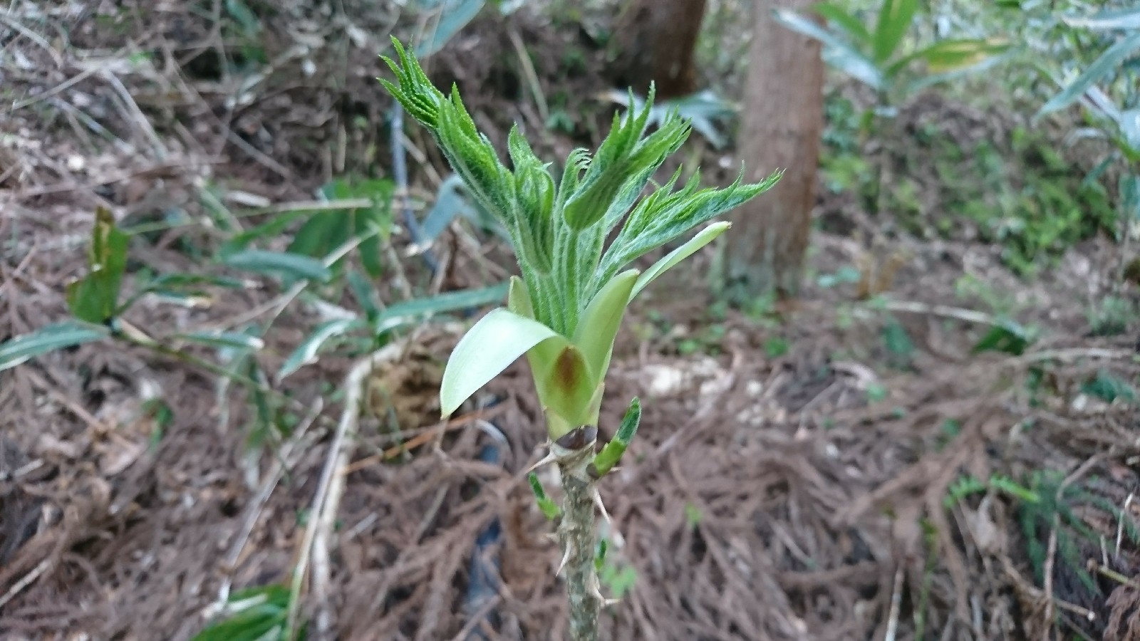 庭で採れる山菜 ２「木の芽」 - Koba の庭～春夏秋冬