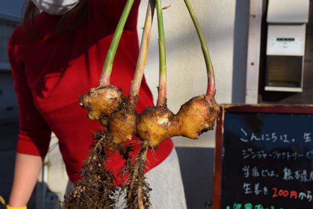 新しょうが旬のもの暦生活日本の季節を楽しむ暮らし