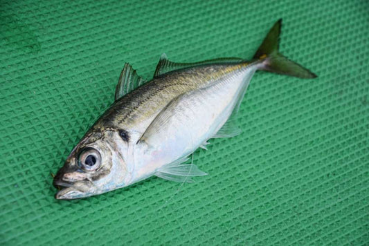 サヨリ魚類市場魚貝類図鑑