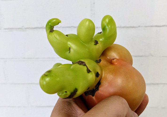 丸いだけがトマトじゃない！！ 農園の面白いトマトたち - とまきちの育てる暮らしブログ