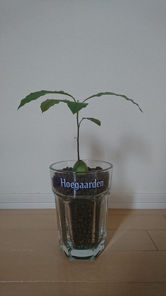 アボカドの葉が枯れてなくなる原因と対策健康な成長を促すポイント