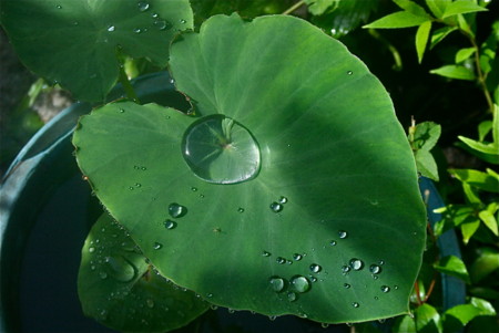 レシピもご紹介♪里芋の葉っぱを食べるインドの家庭料理たびこふれ