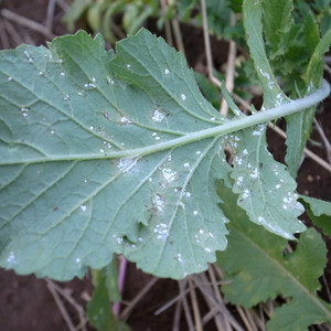 大根がカビても食べられる?対処法や見分け方は?正しい保存方法も解説! ちそう