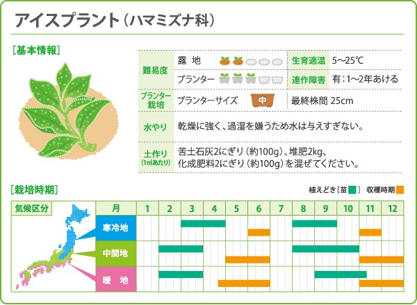 アイスプラント特集種・苗・球根・ガーデニング用品・農業資材の通販サイト タキイネット通販