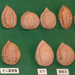 カシグルミ学校法人 東邦大学 薬学部付属薬用植物園