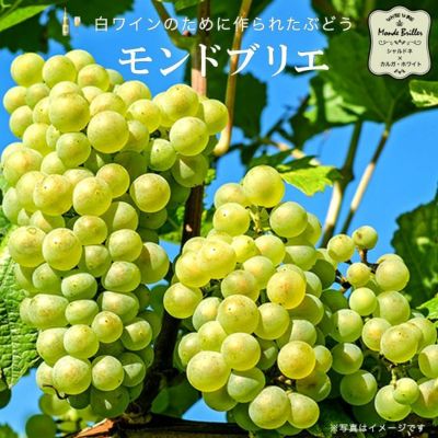 美酒県山形 ぶどう品種飲み比べ シャルドネ 辛口 MベリーA 甘口 赤白スパークリング 2本セット山形県ふるさと納税サイト「さとふる」