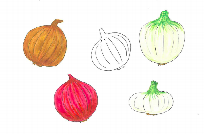 タマネギ 玉葱かぎけんWEB