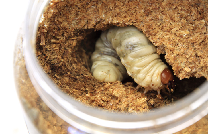 スジクワガタの特徴や見分けなど虫の写真と生態なら昆虫写真図鑑「ムシミル」