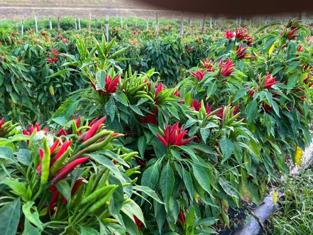 トウガラシの種 鷹の爪固定種- 種の専門店 松尾農園 オンラインショップ