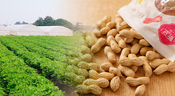 館山の菜の花と なかぱんのピーナツバター園芸日記byねじばなみんなの趣味の園芸363497