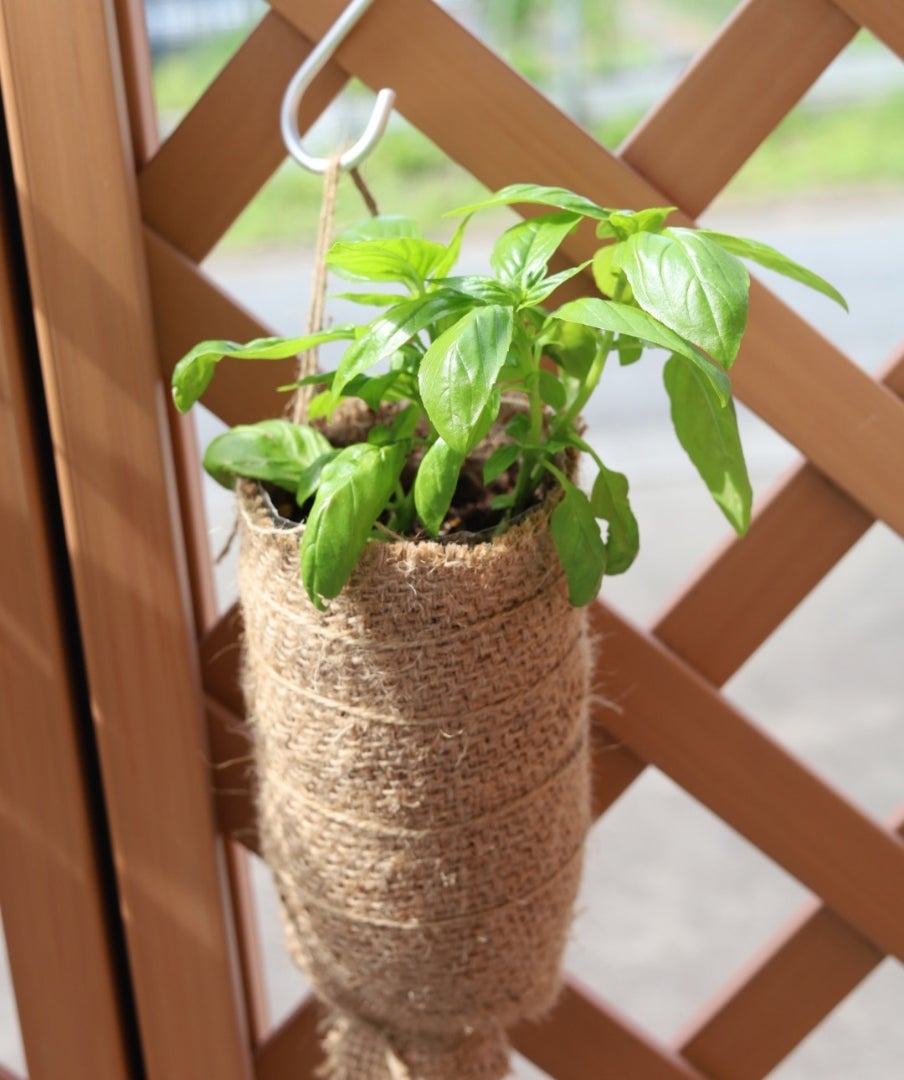 簡単 バジル編〜挿し芽・挿し木で育てる〜 - 20代女子の初めての家庭菜園ブログ