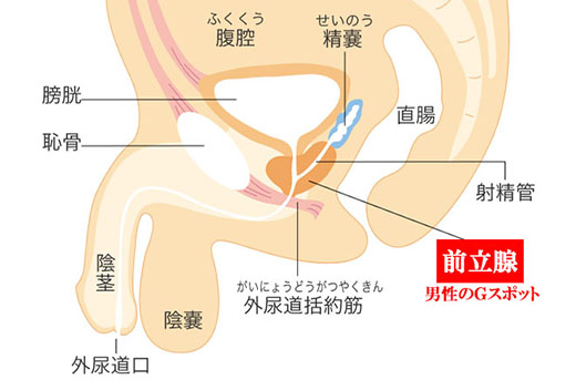 男のGスポット？ドライオーガズムって何？｜ 名古屋・錦の痴女M性感フェチ風俗｜名古屋痴女性感フェチ倶楽部名古屋店｜スターグループ