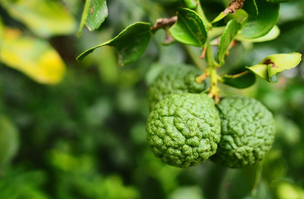 国産ベルガモット 和歌山県和歌山 観音山フルーツガーデン公式通販