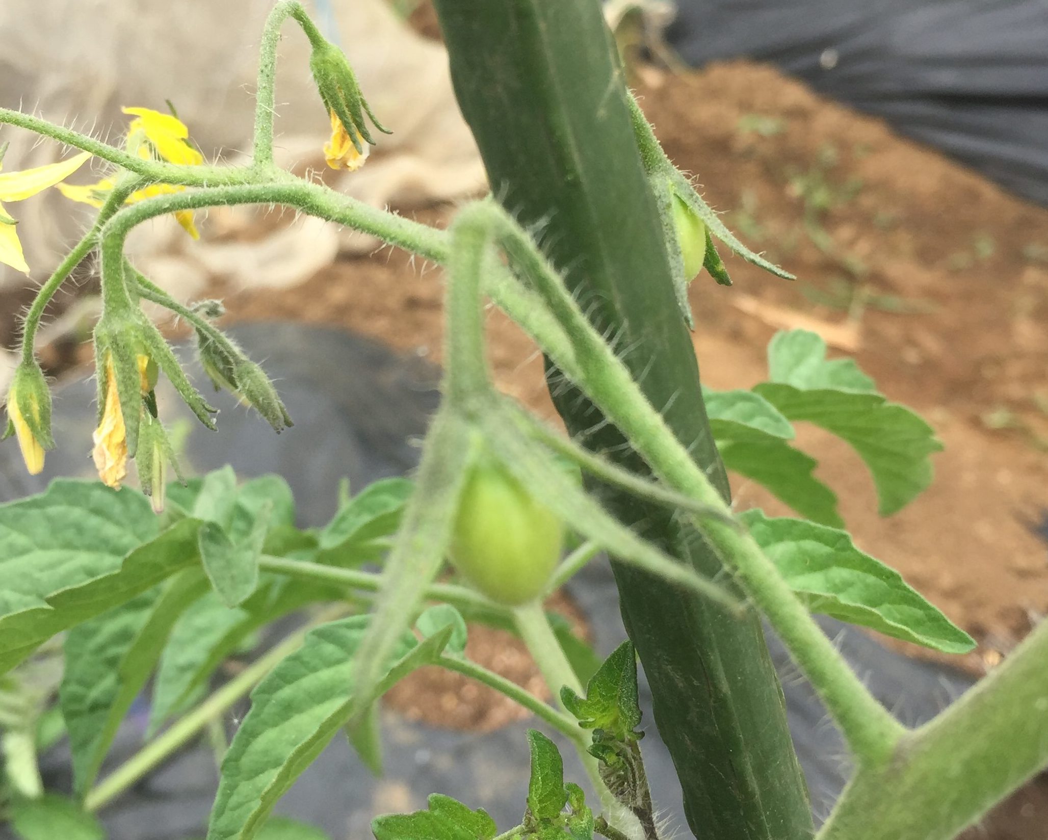 ミニトマト 脇芽 水耕栽培TikTok