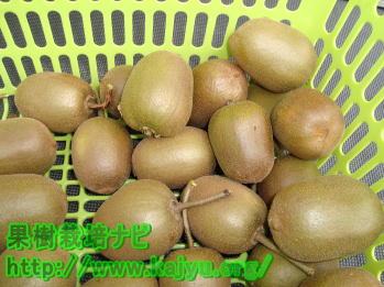 キウイフルーツの家庭菜園成功への近道!土作りから収穫まで