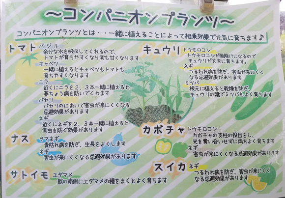 各野菜のコンパニオンプランツまとめ畑人生活 - 貸し農園で畑始めました