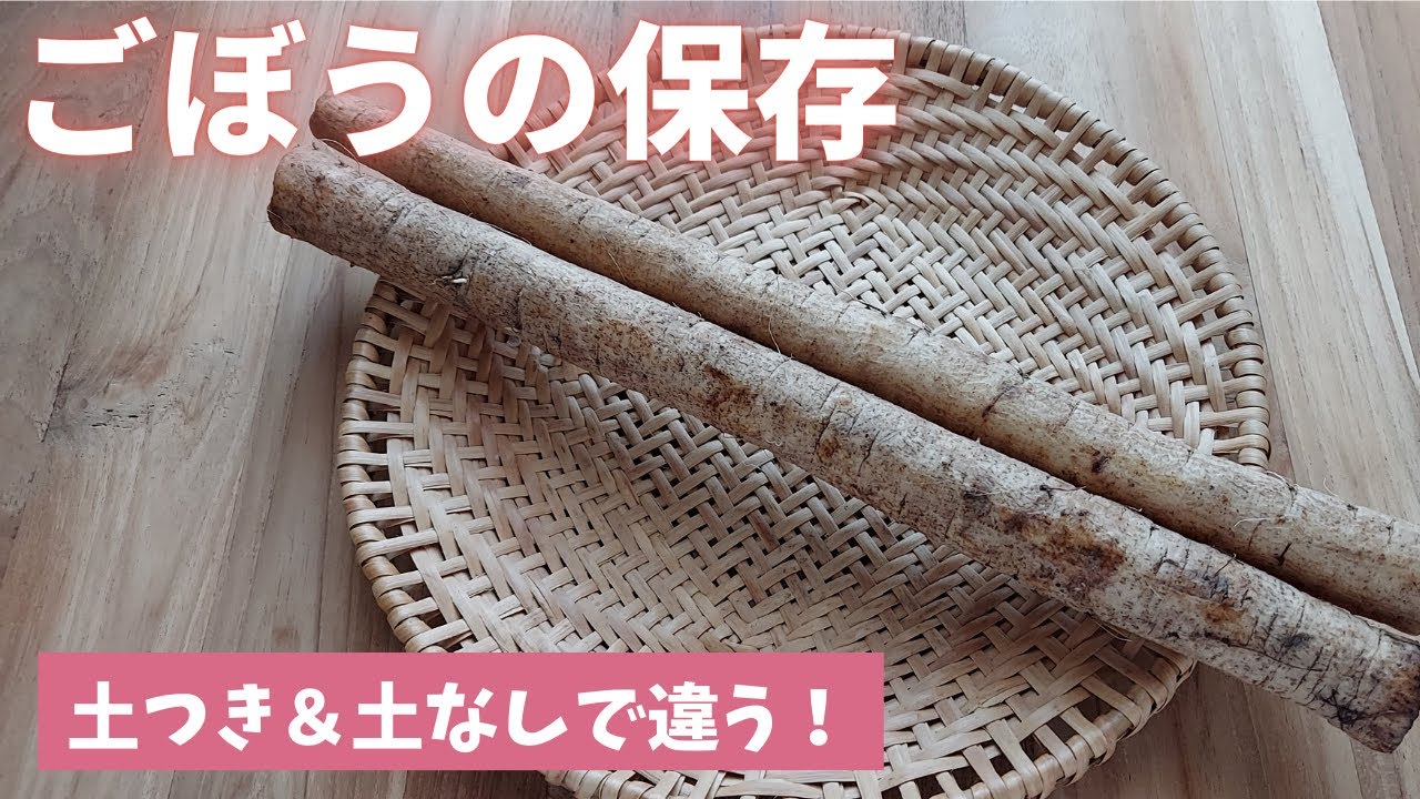 ごぼうの保存 土つきと土なしの保存方法をご紹介します！ 島本美由紀の保存から食品ロス削減