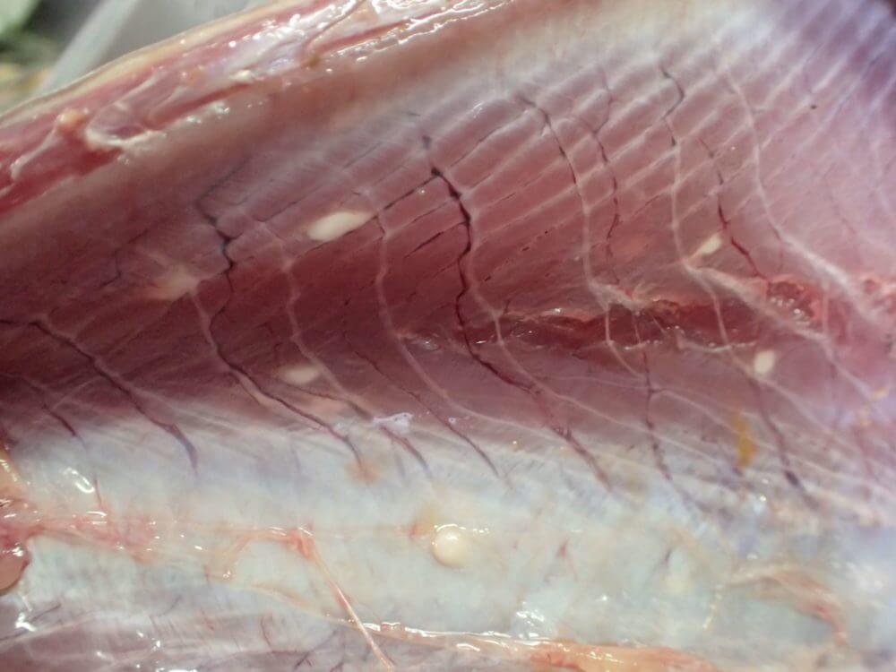 釣魚の寄生虫 少々”キモ注意”: SUN Boat Fishing Club