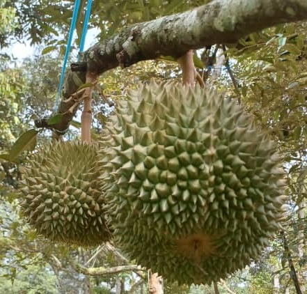 あーあ、やっちゃった！」アウトドアに持って行って失敗した食べ物「フルーツ。すぐ痛む」「納豆。くさい」「マイナビウーマン」