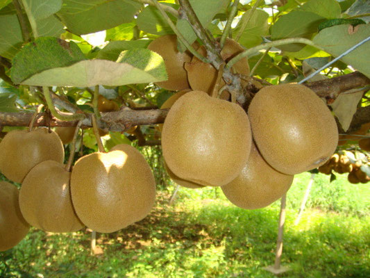 果樹栽培キウイフルーツの育て方キウイの苗木の選び方や組み合わせを解説植物とあなたをつなぐPlantia