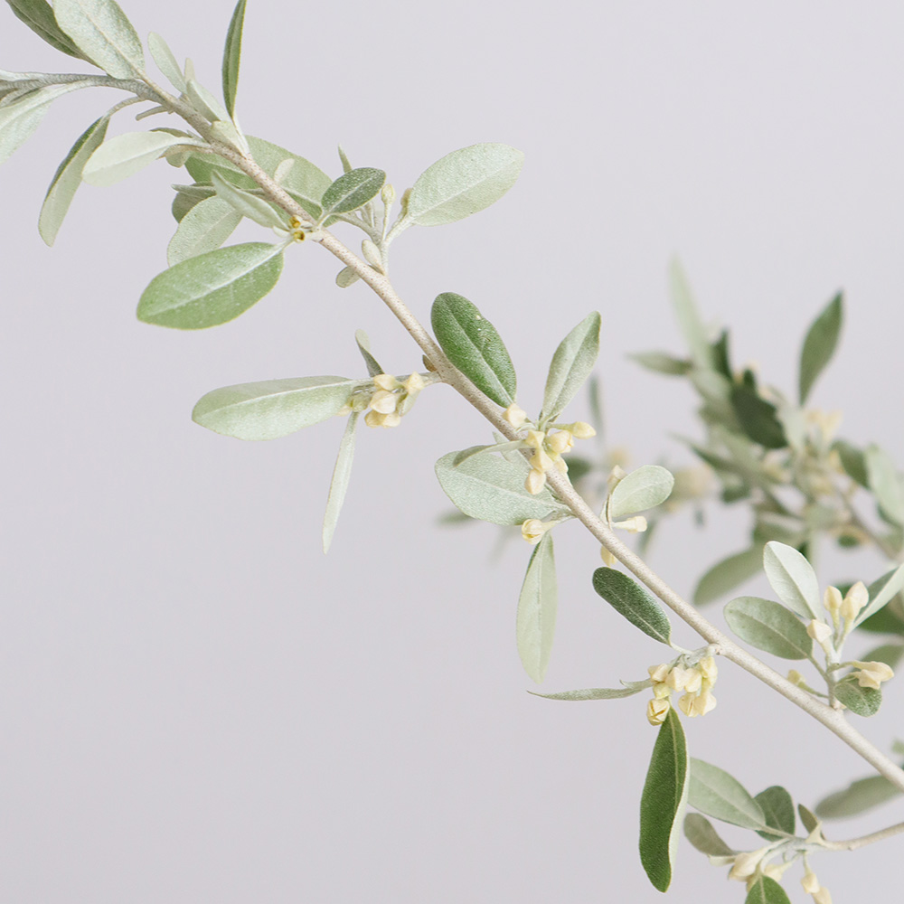 トウグミ Elaeagnus multiflora var.hortensis グミ科 Elaeagnaceae グミ属 三河の植物観察