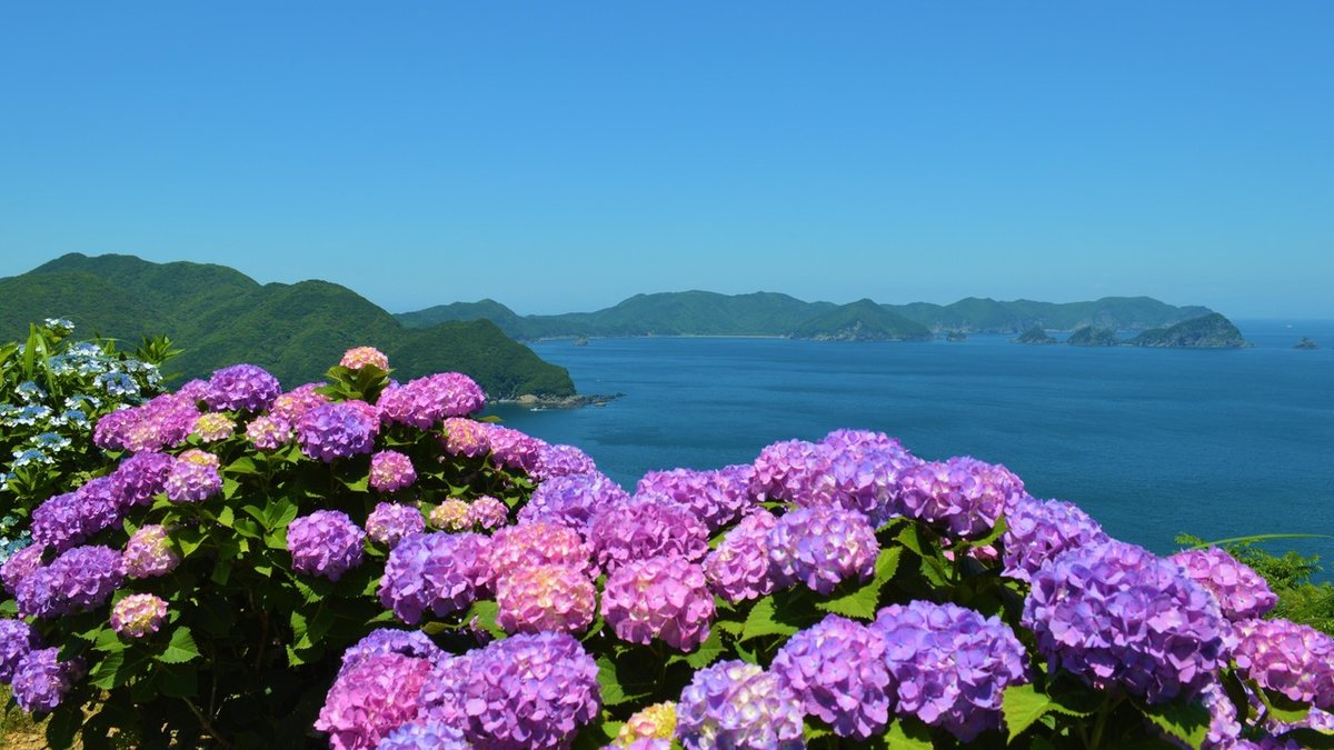 空の展望所 = アジサイの見ごろは 6月