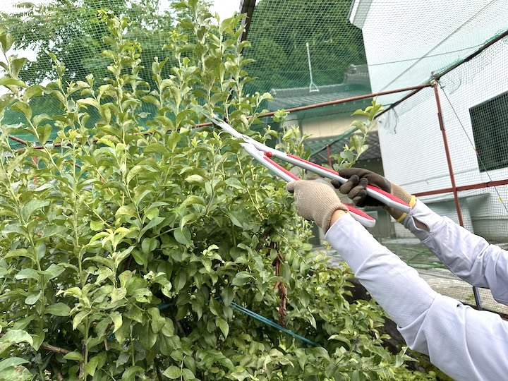 ブルーベリーの剪定の仕方を図解！夏と冬でどこを切る？剪定時期は？🍀GreenSnap グリーンスナップ