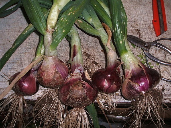 月報 野菜情報－今月の野菜－たまねぎ－２０１１年４月