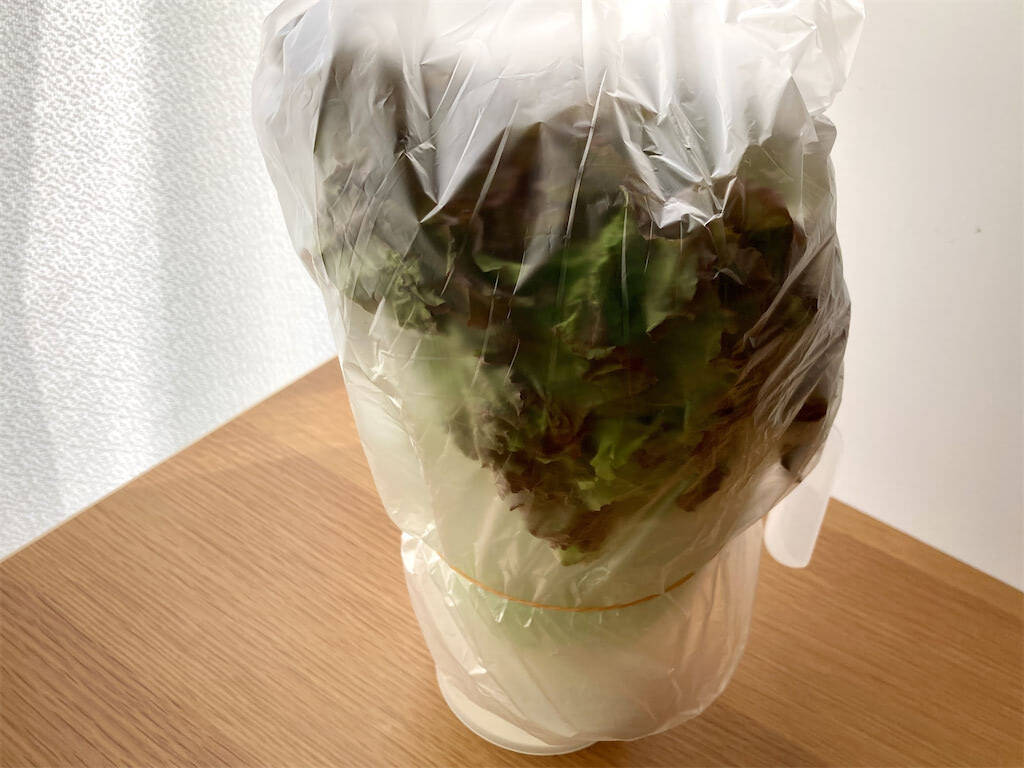 レタスの保存ガイド!丸ごと・カット別の手順と保存期間を紹介くらだしマガジン