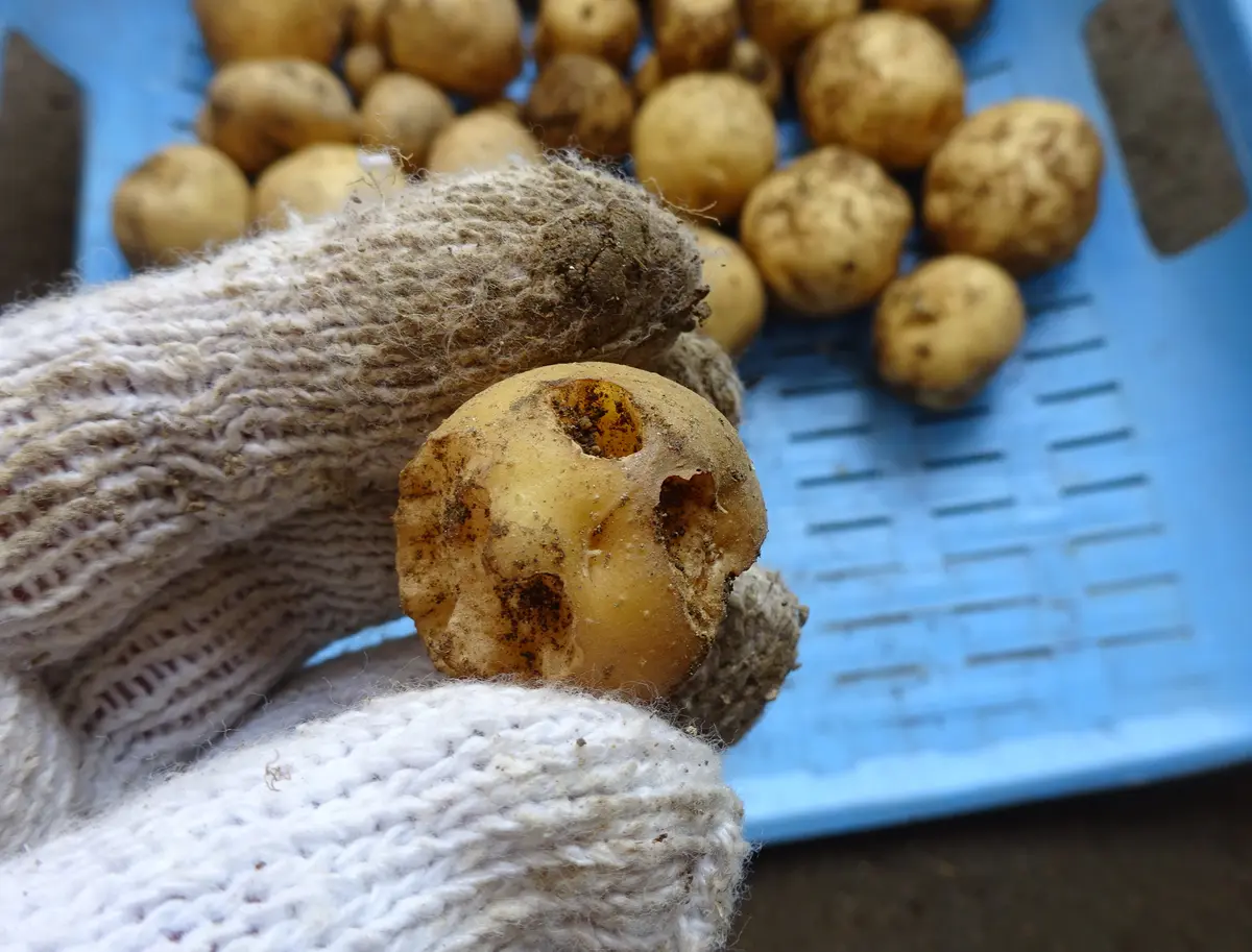 じゃがいも 種芋 の記録「虫食いが多かったな～。」：☆ひろよし☆さんの日記 by 菜園ナビ