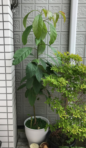 アボカドを小さく育てる方法はあるでしょうか。いま鉢に育てて 園芸相談Q＆Aみんなの趣味の園芸