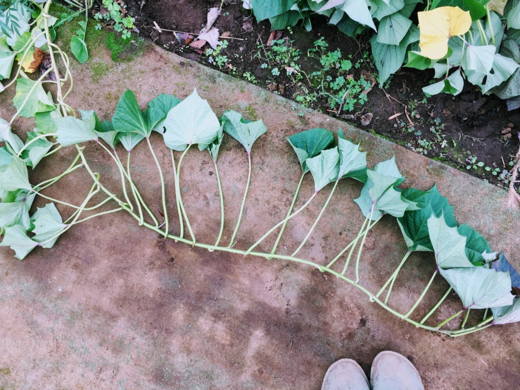 サツマイモ 甘藷 の主な病気一覧 画像付き ！ 防除対策と「基腐病」最新情報も