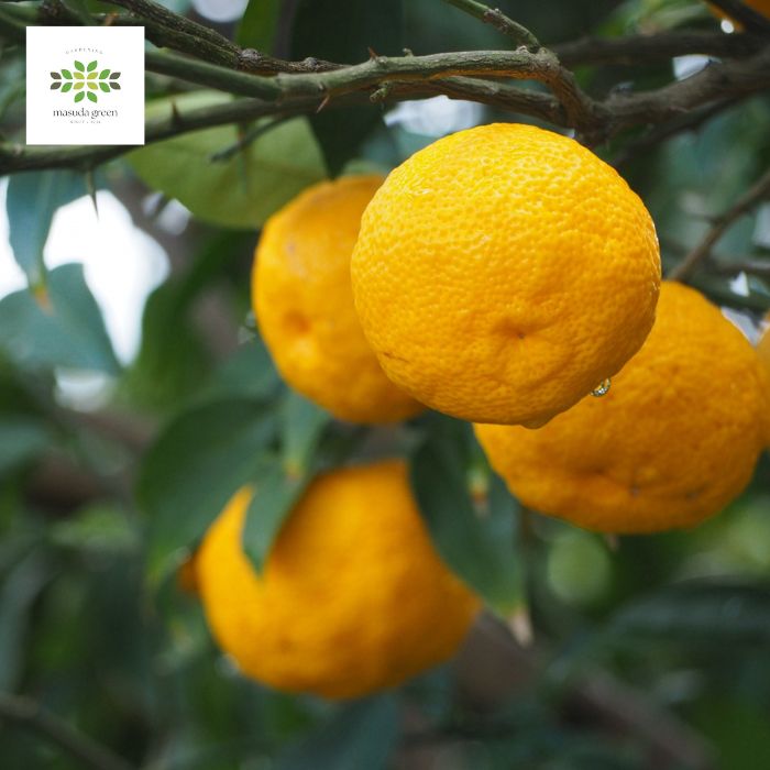 冬至の柚子湯に大きな獅子柚子園芸日記byドブたぬきの部屋みんなの趣味の園芸1151918