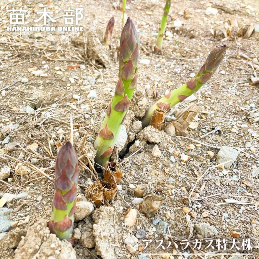 アスパラガス の特徴と育て方苗木部の部室 〜苗木、育てよう〜 By 花ひろばオンライン