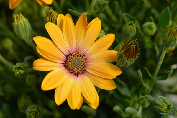 ドライフラワー 押し花デイジー オレンジ 封入資材 封入パーツ レジン resin ハンドメイド 手芸 手作りアクセサリー 花資材○レジン,ドライフラワー・押し花,デイジーX-SENSE