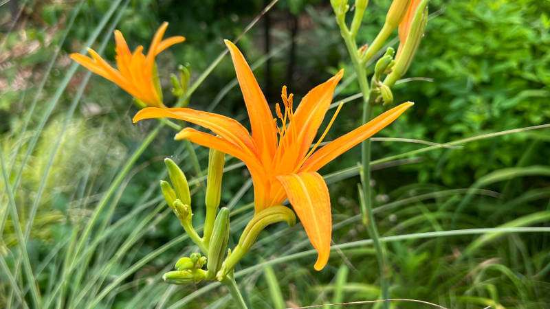 野草を食べるノカンゾウとヨモギ魚ココロあれば水ココロあり