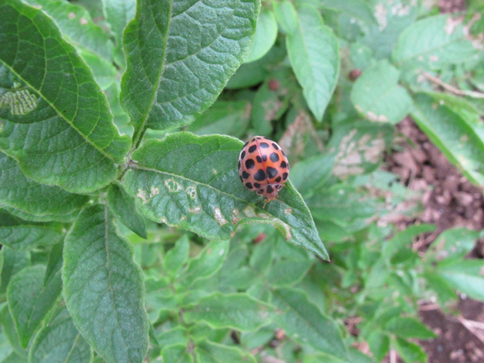 新ジャガイモ 草加病 虫食い有り 箱 4.5kg 日当たり 特大あり