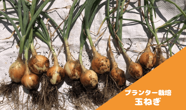 mikoさんの日記： 紫玉ねぎ