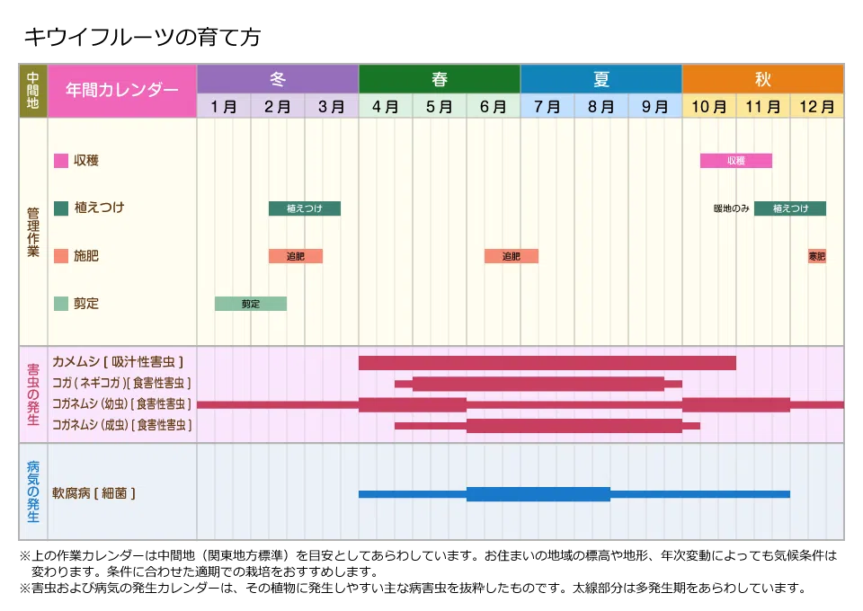 キウイフルーツの育て方苗木の選び方、剪定、収穫まで切るを楽しむアルスコーポレーション株式会社