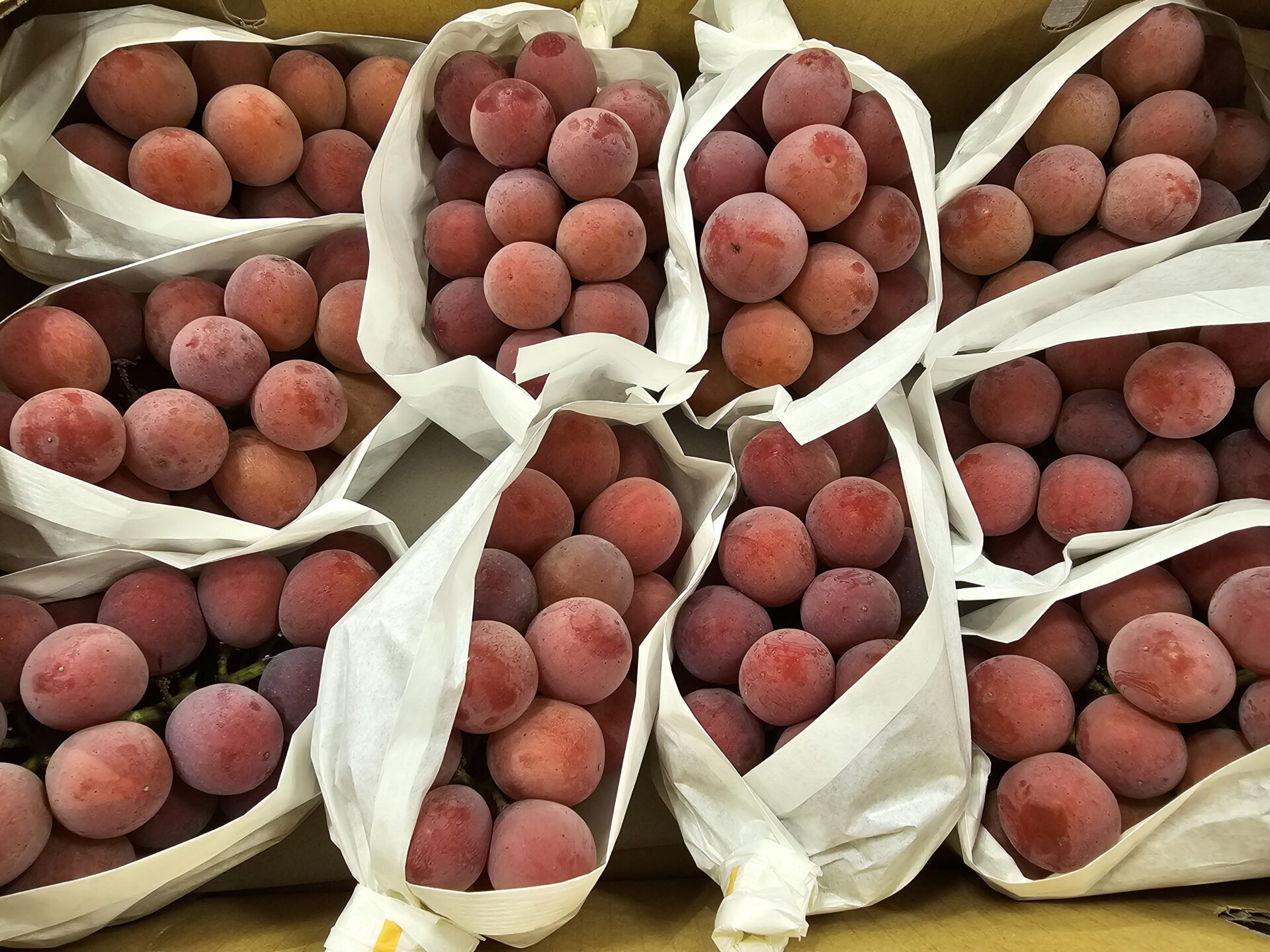 悟紅玉 旧ゴルビー とは?希少なぶどうを手に入れる方法を紹介食・料理オリーブオイルをひとまわし