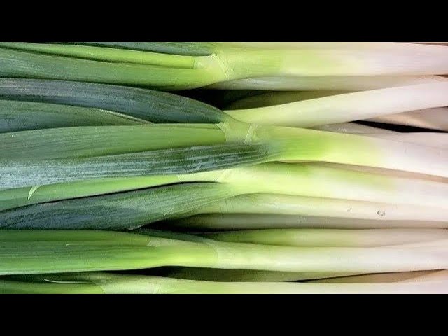 根付きねぎは土に植えていつでも収穫♪ 園芸のアイデア暮らしニスタ