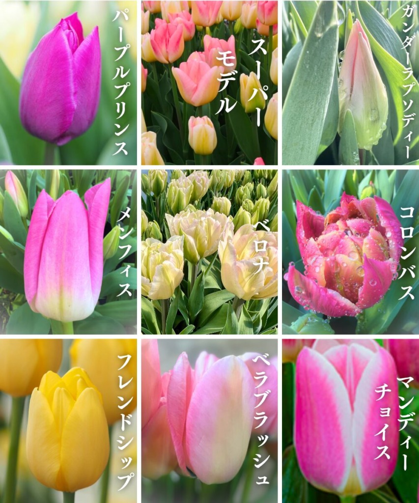 ユリ切り花販売開始しました。フラワーファームしろねからのお知らせ新潟直送計画