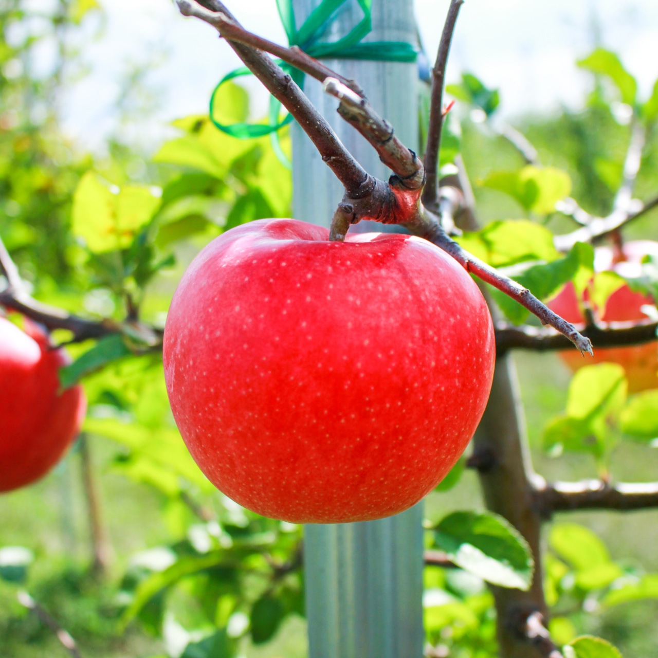 ☆キャンペーン☆ グリコ 幼児りんご ジュース☆5歳と8歳☆3学年差☆2兄弟育児☆しろくま日記