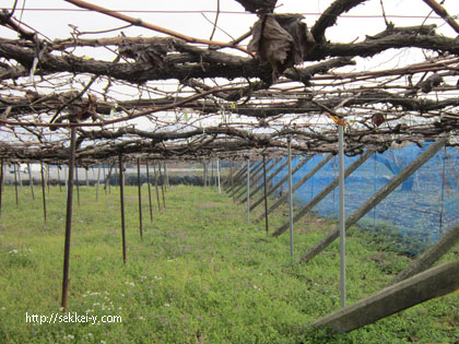 ブドウ棚のある家奥野崇建築設計事務所│ 愛媛県松山市にある建築設計事務所