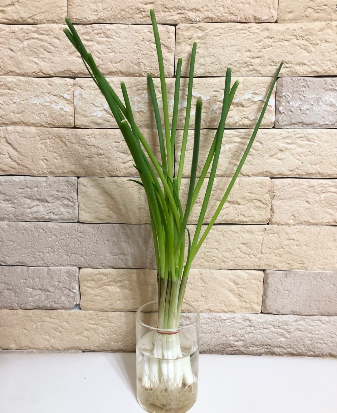 ネギの再生栽培で失敗しない方法！水耕栽培の腐る原因やカビ対策は？Inbigo