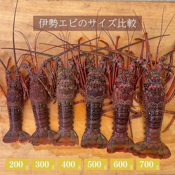 浜名湖の高級エビ3種食べ比べ野食ハンマープライス